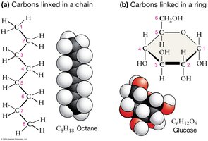 Carbons linked in a chain and ring: octane and glucose