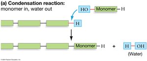 Condensation reaction: monomer in, water out