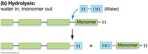 Hydrolysis reaction: water in, monomer out