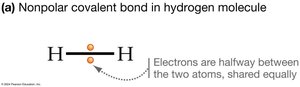 Nonpolar covalent bond in hydrogen molecule