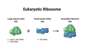 Secreted Ribosomes General Biology Study Guide: Cell Structure & Function | Notes