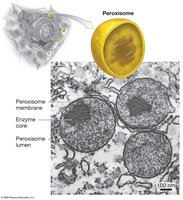 Perixomas General Biology Study Guide: Cell Structure & Function | Notes