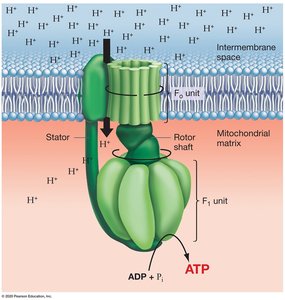 ATP synthase structure