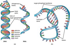 Comparison of DNA and RNA structures