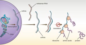 Central dogma: DNA to RNA to protein