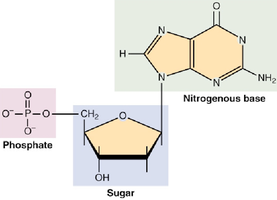 General structure of a nucleotide