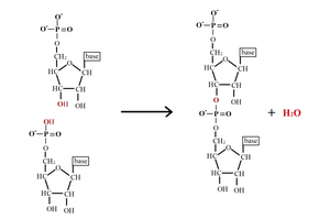 Dehydration reaction forming phosphodiester bond