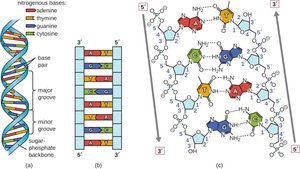 DNA double helix and base pairing