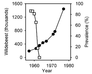 Graph showing wildebeest population and rinderpest prevalence