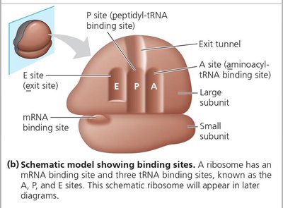 Ribosome binding sites: A, P, E