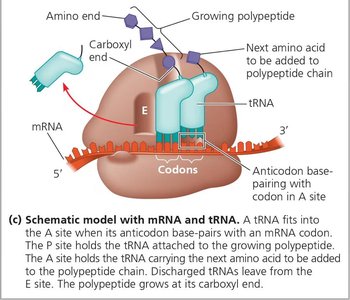 Schematic model with mRNA and tRNA in ribosome