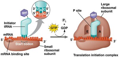 Translation initiation complex with initiator tRNA and ribosome