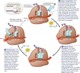Elongation cycle of translation