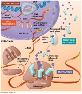 Overview of transcription and translation from DNA to protein