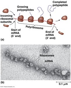 Polyribosome structure and function