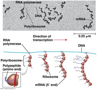 Coupled transcription and translation in prokaryotes