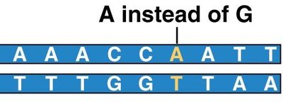 Point mutation: A instead of G
