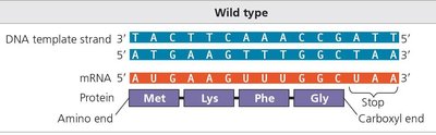Wild type DNA, mRNA, and protein sequence