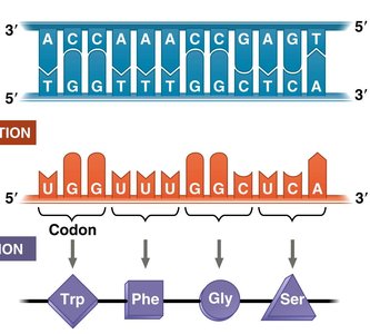 Diagram showing DNA, mRNA, and protein synthesis
