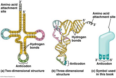 tRNA structure: 2D, 3D, and symbolic representation