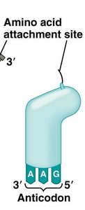 Amino acid attachment site and anticodon on tRNA