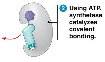 Amino acid and tRNA enter active site of synthetase