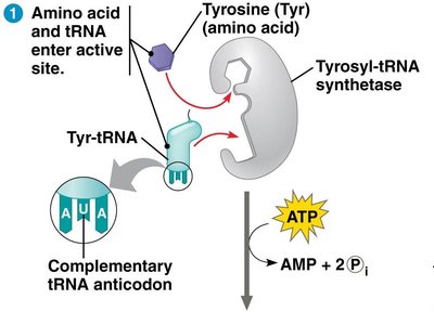 Synthetase catalyzes covalent bonding using ATP