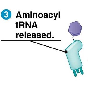Aminoacyl tRNA released from synthetase