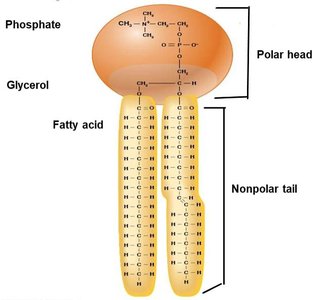 Polar head (hydrophilic) and nonpolar tail (hydrophobic) of phospholipid