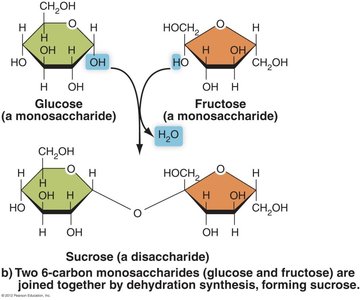 Dehydration synthesis of glucose and fructose to form sucrose