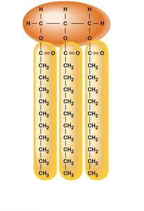 Triglycerides with saturated fatty acids have straight tails