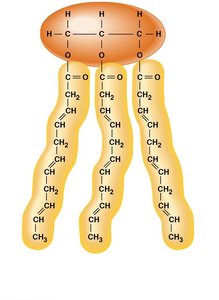 Triglycerides with unsaturated fatty acids have kinked tails