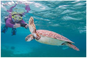 A biologist observing a sea turtle in its natural habitat