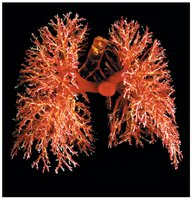 Image showing the structure of lungs