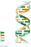 DNA molecule structure