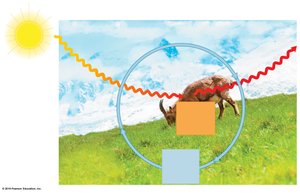 Diagram of energy flow and nutrient cycling in an ecosystem