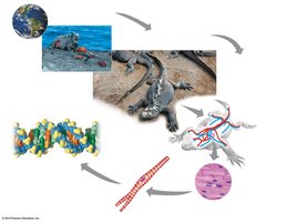 Diagram of levels of biological organization