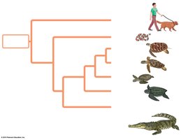 Partial evolutionary tree of animals including turtles, crocodilians, and mammals