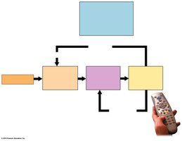 Diagram showing hypothesis, prediction, and experiment in the scientific method