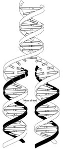 DNA replication and strand separation