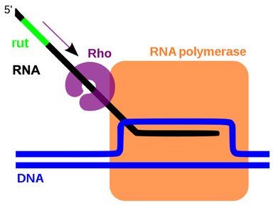 Rho-dependent termination with Rho protein and rut site
