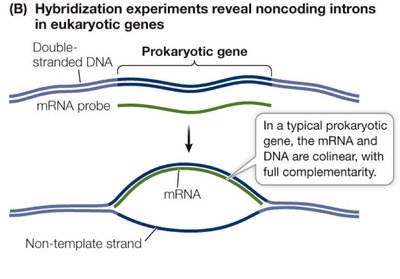 Hybridization experiment showing colinearity of prokaryotic gene and mRNA