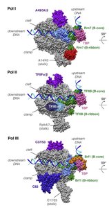 Structural comparison of RNA Pol I, II, and III