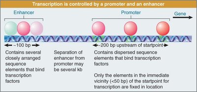 Promoter and enhancer elements controlling transcription