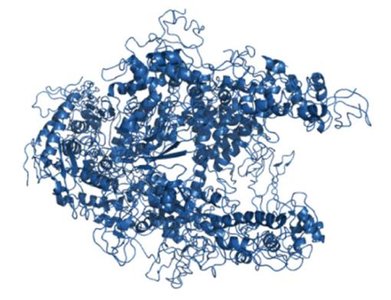 Core RNA polymerase structure