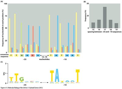 Consensus sequence and spacing between promoter elements