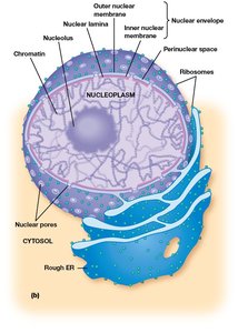 Diagram of nucleus and nuclear envelope