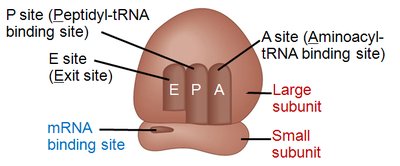 Diagram of ribosome structure and binding sites