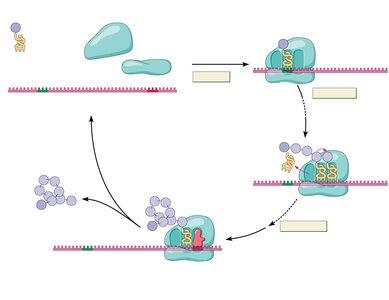 Overview of translation stages
