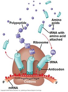 Diagram of translation and ribosome sites